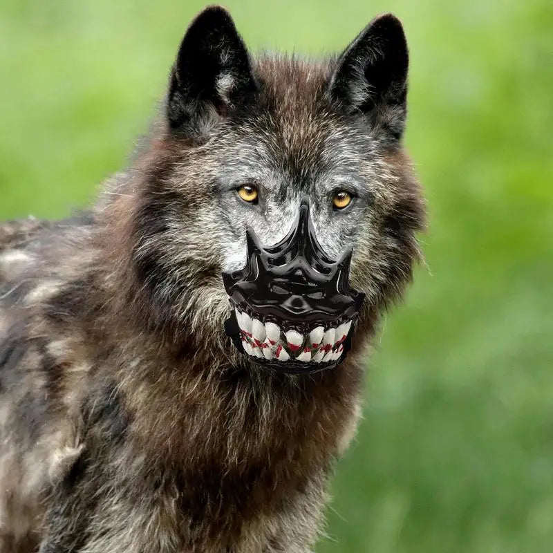 S94f7dcd2b313420693e66962cc247cefK