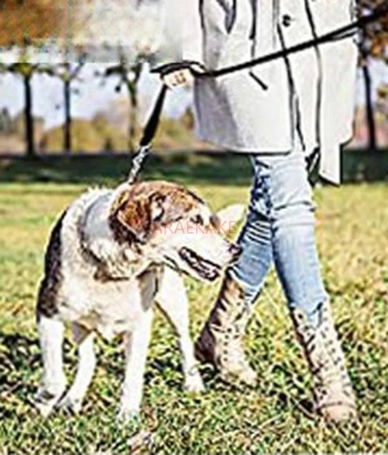 Sbd15297f034c4e0bbe9cbfdedeee1ad4B